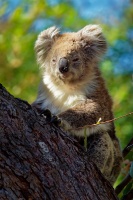 Koala - Phascolarctos cinereus o3933